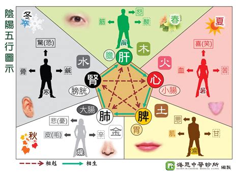 中醫陰陽五行學說|中醫基礎/陰陽學說